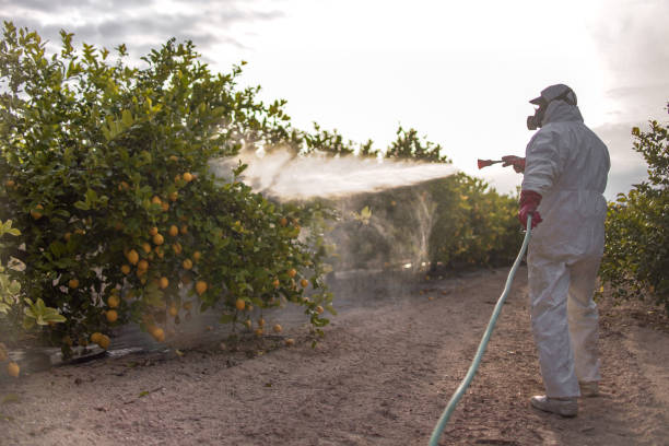Best Termite Control Services  in Green Valley, SD
