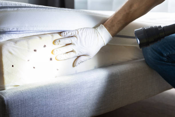 Best Rat Extermination Near Me  in Green Valley, SD
