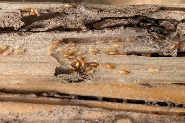 Best Wildlife Control Services  in Green Valley, SD