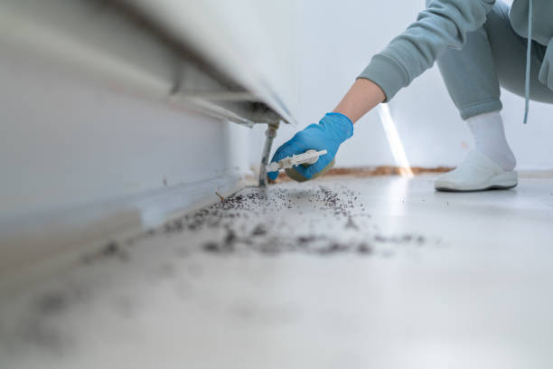 Best Rat Extermination Near Me  in Green Valley, SD